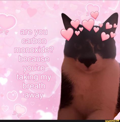 LOL!!! :) Cat Pick Up Lines, Best Flirting Lines, Pick Up Line, Funny Looking Cats, Funny Aesthetic, Pick Up Lines Funny, Cute Inspirational Quotes, Carbon Monoxide, Silly Cats Pictures