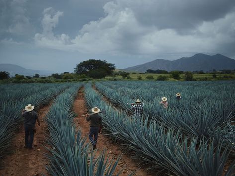 Agave Field, Blue Agave Plant, Joey Lawrence, Blue Agave, Agave Plant, Agaves, Dirt Road, Mexican Culture, Mexico Travel