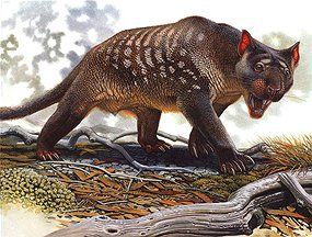 Marsupial lion - proteins may hold key to megafauna Prehistoric World, Ancient Animals, Paleo Art, Extinct Animals, Dinosaur Fossils, Prehistoric Creatures, Charles Darwin, Prehistoric Animals, An Animal