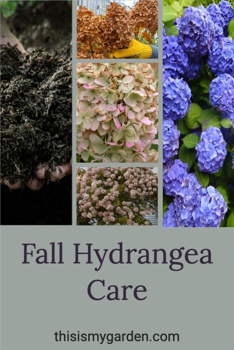 How To Trim Hydrangea Bushes, Hydrangea Care In Fall, When To Trim Hydrangea Bushes, How To Trim Hydrangeas, When To Trim Hydrangeas, Trimming Hydrangeas In Fall, Overwintering Hydrangeas In Pots, Pruning Hydrangeas Fall, Hydrangea Winter Care