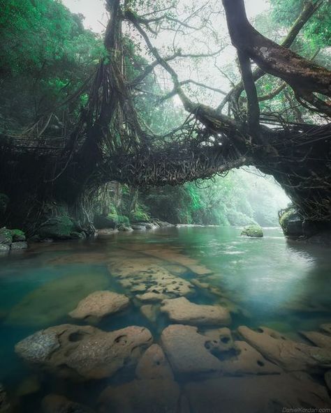 Root Bridge, Crazy Places, Hobbit Garden, North East India, Face Pics, Alien Movie, Kpop Dress, Conservation Of Natural Resources, Travel Infographic