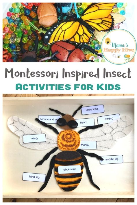 Montessori Inspired Insect Activities for Kids with Printables - Montessori inspired insect activities for kids that include: hatching butterflies, examining "real" insects, insect puzzles, fine motor work, & more! www.mamashappyhive.com Mini Beast Activities, Mini Beasts Activities, Insects Activities For Kids, Insect Activities For Kids, Parts Of An Insect, Insect Activity, Insects For Kids, Bug Activities, Mini Beasts