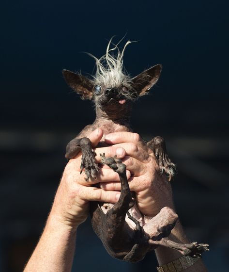 The Newly Crowned "World's Ugliest Dog" Has a Truly Beautiful Soulcountryliving Ugly Dog Breeds, Ugliest Dog, World Ugliest Dog, Dog Contest, Chihuahua Breeds, Ugly Animals, Crazy Animals, Ugly Dogs, Dog Chihuahua