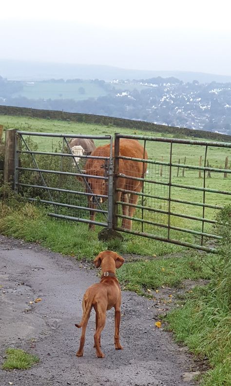 Ginger dog meets ginger cow #hungarianvizsla #countryside #leeds #yeadon #cow #farm Ginger Cow, Ginger Dog, Vizsla Aesthetic, Vizsla Funny, Pre Vizsla, Funny Vizsla, Vizsla Dog, Hungarian Vizsla, Cow Farm