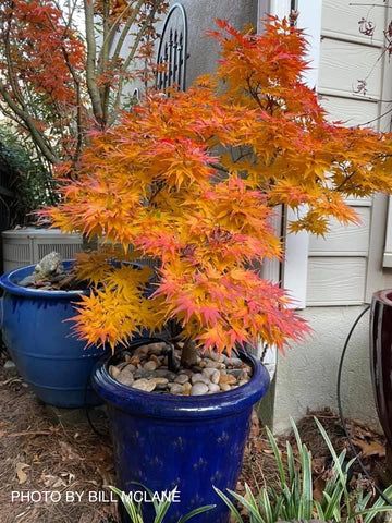 Mikawa Yatsubusa, Japanese Maple Tree Landscape, Green Japanese Maple, Maple Tree Landscape, Japanese Maple Care, Zen Garden Design, Japanese Maples, Maple Trees, Japanese Maple Tree