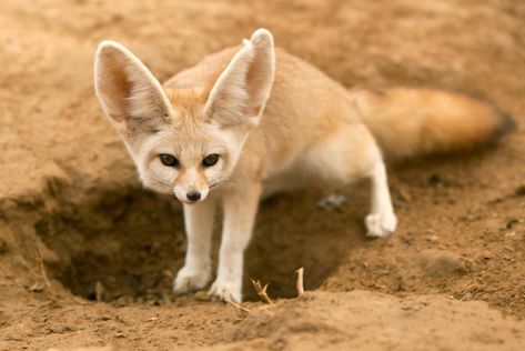 Quiz: Can You Name All Of These Desert Animals? Fox Enclosure, Fenic Fox, Fox Facts, Desert Fox, Fox Costume, Desert Animals, Fennec Fox, Cute Wild Animals, Cute Fox