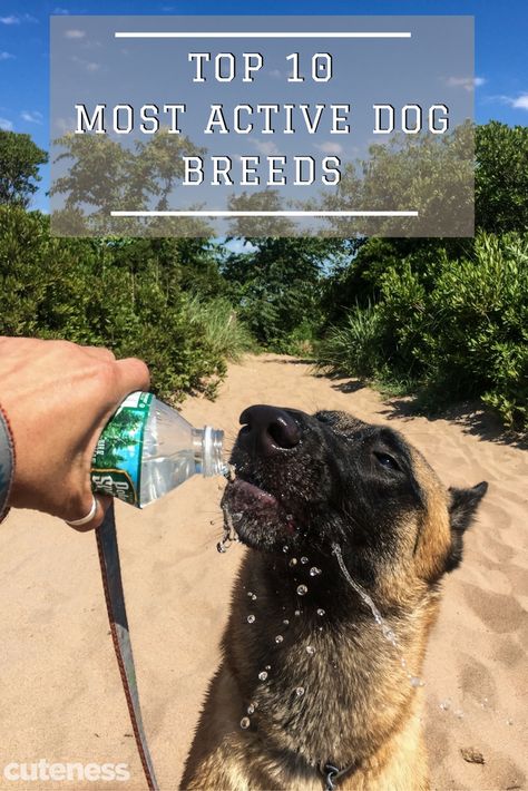 Are you a hiker, biker, explorer, or just fitness buff? Here are the top 10 most active dog breeds that will be the perfect match for your next adventure! Can Dogs Eat Strawberries, Hyperactive Dog, Pet Cam, Hyper Dog, Active Dogs, Pet Camera, Game Mode, Cute Dog Pictures, Dog Activities