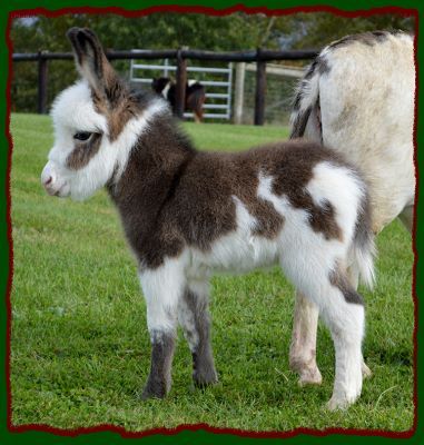 Shorecrest Farm's Miniature Donkeys For Sale in Linden, Pennsylvania Deer People, Baby Donkeys, Mini Donkeys, Baby Donkey, Mini Donkey, Miniature Donkey, Otters Cute, Cute Donkey, Cute Goats