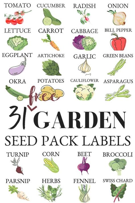 How To Store Seeds, Homestead Skills, Eggplant Seeds, Cabbage Seeds, Lettuce Seeds, Cucumber Seeds, Seed Kit, Carrot Seeds, Seed Pack