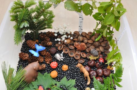 Create a forest in a sensory bin. Sensory bin ingredients: black beans, acorn, chestnuts, pine cones, leaves, tree branches and toy animals and insects. Forest Sensory Bin, Sensory Center, Temperate Forest, Forest Preschool, Forest Ideas, Forest Kindergarten, Sensory Bin Ideas, Summer Themes, Sensory Tub