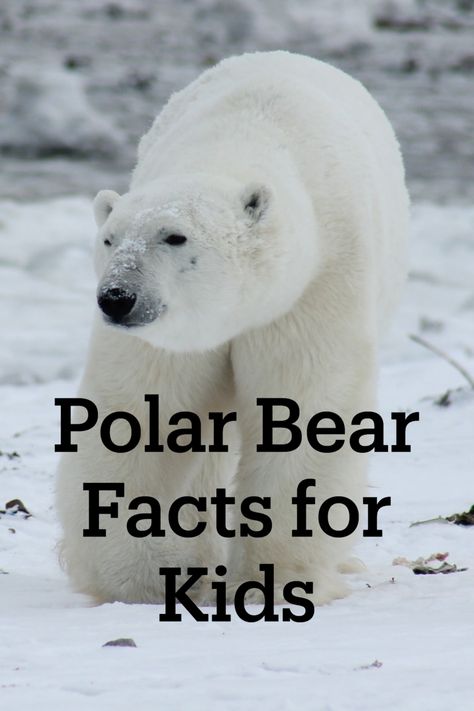 Hey kids! Do you want to learn all about polar bears? Do you want to learn about arctic animals? Check out these easy to read printable polar bear facts for kids! Polar Bear Preschool, Bear Facts For Kids, Polar Bears Preschool, Polar Bear Unit, Polar Bears Activities, Polar Bear Facts, Bear Facts, Bears Preschool, Animal Facts Interesting