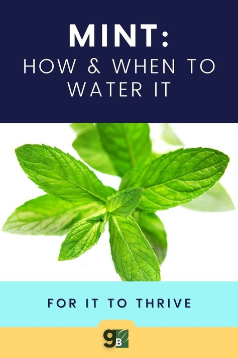 If you are like most people, you probably grow a mint variety in your garden or on your patio. But how often should you water mint plants? And how much water does mint need? In this article, we will answer those questions and provide some tips on how to care for your growing mint plants. Growing Mint Indoors, Peppermint Plants, Growing Mint, Building Raised Garden Beds, Harvesting Herbs, Mint Plants, Survival Gardening, Plant Diseases, Indoor Herb Garden