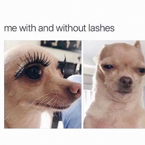 Goals Board, Robert Kardashian Jr, Makeup Memes, Lash Quotes, Skin Goals, Chihuahua Funny, Robert Kardashian, Makeup Humor, Long Lashes