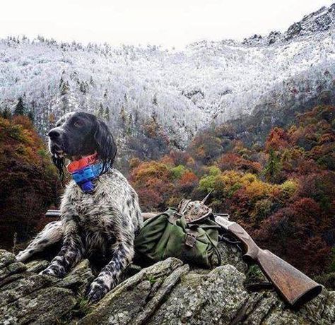 This is the official page of Gentleman Bobwhite, dedicated to the outdoor lifestyle and the... Bobwhite Quail, Hunting Pictures, Dog Corner, Hunting Life, Bird Dog, Bird Hunting, Game Birds, English Setter, Bird Dogs