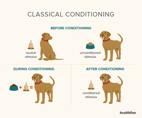 Classical Conditioning: How It Works and How It Can Be Applied Classical Conditioning Psychology, Classical Conditioning, Social Learning Theory, Types Of Mental Health, Operant Conditioning, Psychology Notes, Conceptual Framework, Dog Training Advice, Dog Training Techniques