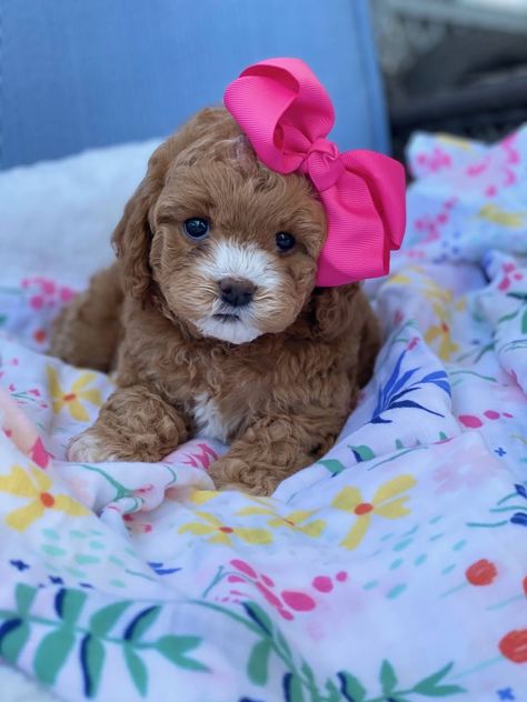 Teacup Goldendoodle Puppy, Tea Cup Golden Doodle, Goldendoodle Teacup, Doodles Puppies, Doodles Dog, Teacup Goldendoodle, Toy Goldendoodle, Monkey Pet, Goldendoodle Miniature