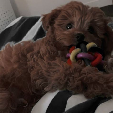 cavapoo dark aesthetic inspo Black Cavapoo Puppies, Cavapoo Aesthetic, Brown Cavapoo, Black Cavapoo, Brown Puppies, Cavapoo Puppies, Puppy Stuff, Dark Aesthetic, Dream Life