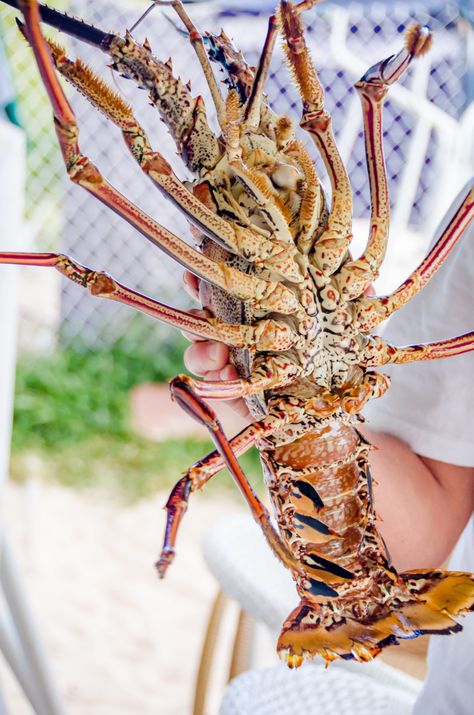 Caribbean lobster: No Claws, No Problem! Giant Lobster Monster, Spiny Lobster Recipe, Lobster Claw Plant, Lobster Tail Recipe, Tattoo Sea, Lobster Recipe, Sea Life Painting, Lobster Restaurant, Spiny Lobster