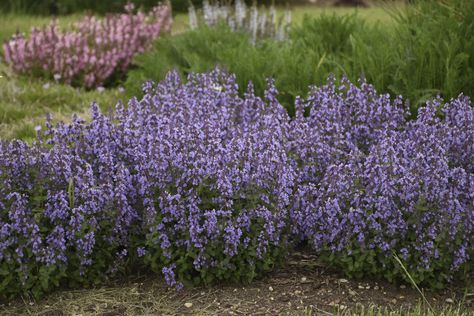 'Cat's Pajamas' - Catmint - Nepeta hybrid Images | Proven Winners Walkers Low Catmint, Cat Mint Plant Perennials, Nepeta Cats Pyjamas, Catmint Purrsian Blue, Cat Mint Plant, Cats Pajamas Catmint, Catmint Nepeta, Mint Plants, 10 March