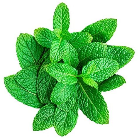 Garden Mint - an essential herb with many culinary uses. Add to boiled new potatoes and peas, make your own mint sauce or garnish drinks! Growing mint plants is so easy and this aromatic herb plant has a multitude of culinary uses. Ideal to grow indoors over the winter for fresh herbs at your fingertips! Premium quality, beautiful plants. Supplied as 2 x large, well-advanced plants in 9cm pots. Boiled New Potatoes, Potatoes And Peas, Chilli Plant, Growing Mint, Mint Sauce, Mint Plants, Mint Recipes, Strawberry Mint, Patio Pots