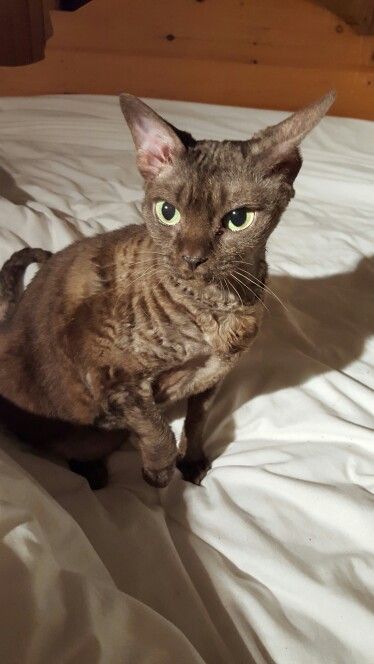 My Chocolate Devon Rex. Curly Cats, Black Devon Rex Cats, Devon Rex Cats Black, Brown Devon Rex Cats, Curly Cat, Wcue Inspiration, Sphynx Cat In Sweater, Devon Rex Cats, Sphynx Cat With Wig