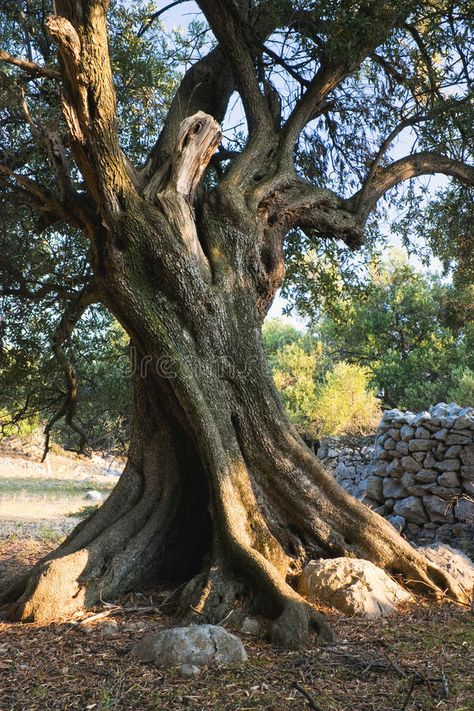 Old olive tree. Picture taken on Pag island, Croatia , #ad, #Picture, #tree, #olive, #Croatia, #island #ad Old Olive Tree, Weird Trees, Tree Autumn, Picture Tree, Olea Europaea, Old Oak Tree, Leaf Images, Old Tree, Autumn Morning