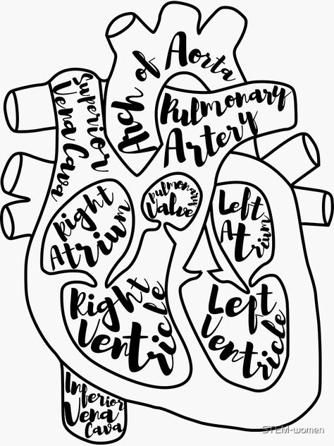 Anatomical Heart, Cardiology, Heart Stickers, Cricut Svg, School Design, Heart Design, Anatomy, Sticker Design, Sell Your Art