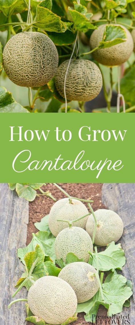 Cantaloupe Growing, How To Grow Cantaloupe, Grow Cantaloupe, Cantaloupe Seeds, Garden Vines, Organic Vegetable Garden, Garden Veggies, Veg Garden, Home Vegetable Garden