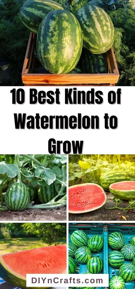 Types Of Watermelon, Watermelon Varieties, Learning Garden, How To Grow Watermelon, Watermelon Plant, Garden Plots, Sweet Watermelon, Watermelon Seeds, Food Forest