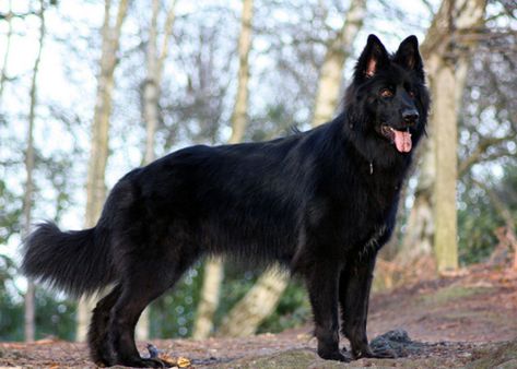 Image German Shepherd Colors, Black German Shepherd Dog, German Shepherd Training, Athletic Dogs, German Shepherd Pictures, Black German Shepherd, Belgian Shepherd, Blue Merle, Dog Activities