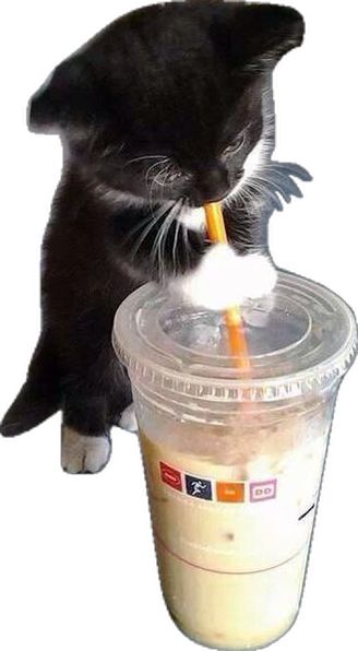 Cat Drinking Boba, Crazy Cat People, Pregnant Cat, Cow Cat, Nyan Cat, Cat Drinking, Kitten Pictures, Cat People, Funny Cat Memes