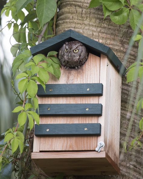 Owl House Plans, Owl Nest Box, Owl Nest, Bird Feeder Plans, Eastern Screech Owl, Homemade Bird Houses, Owl Box, Bat House, Painted Bunting