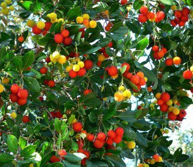 Madrone Strawberry Tree Arbutus Unedo Seeds Arbutus Unedo, California Lilac, Coral Bells Heuchera, Seeds Gifts, Strawberry Tree, Water Wise Plants, Rogers Gardens, Bonsai Seeds, California Garden