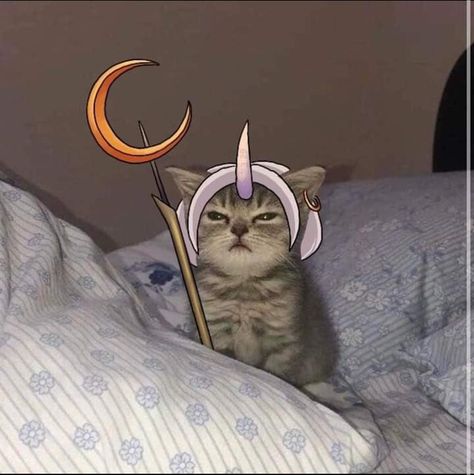 Soraka Pfp, League Of Legends Pfp, Game Of Thrones Cat, League Of Legends Icon, Legend Cat, League Art, Reaction Memes, Silly Dogs, Lol League Of Legends