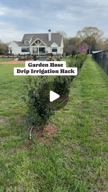 Julie | Farmhouse On Waters on Instagram: "I’m loving this hack! It will definitely save us so much time watering these new shrubs in our backyard. We didn’t want to water by hand or use a soaker hose or a sprinkler and water all the grass around the shrubs. That’s why we decided to use what we had which was an old garden hose and make our own drip irrigation. We used 2 gallon an hour emitters on each shrub and a water pressure reducer regulator so the drip emitters would stay in place. We also installed a shut off valve for the end of the hose. I’ve linked all the items in my Amazon storefront which is linked in my bio. Let me know if you have any questions. 

#gardenhack #gardenhacks #gardeninghacks #irrigation #watering #backyardlandscape #landscaping #dripirrigation #diybackyard #reduc Drip Lines For Garden, Garden Sprinkler Ideas, Garden Irrigation Ideas Diy, Garden Irrigation Ideas, Watering Garden Ideas, Soaker Hose Irrigation, Veggie Storage, Water Sprinkler System, Irrigation Diy