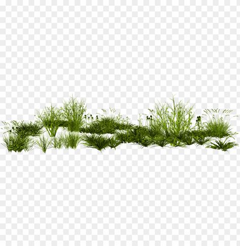 Grass Transparent Background, Grass Png Hd, Grass Texture Photoshop Architecture, Bushes Png, Plants Photoshop, Vegetation Png, Grass Architecture, Green Grass Png, Png Clear Background