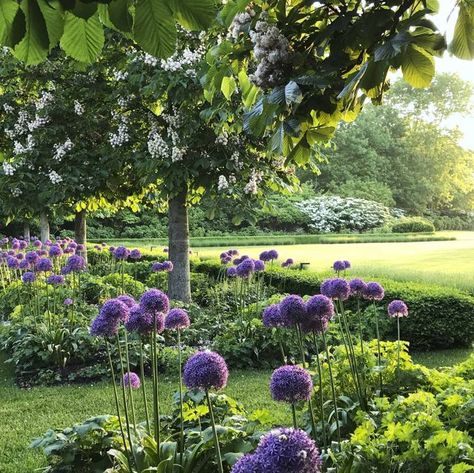 Landscaping Around Pool, Hampton Garden, Horse Chestnut Trees, Cedar Pergola, Drought Resistant Plants, California Garden, Chestnut Trees, Chestnut Horse, Flowering Shrubs