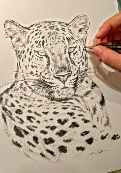 Amur Leopard Art, Amur Leopard Drawing, Leopard Sketch, Leopard Drawing, Cats Pics, Tiger Sketch, Sketch Board, Amur Leopard, Tiger Drawing