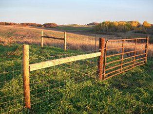 Sheep Fencing Sheep Fencing Ideas, Sheep Shed Ideas, Sheep Fencing, Keeping Sheep, Dairy Sheep, Farmhouse Fence, Sheep Fence, Goat Fence, Raising Sheep