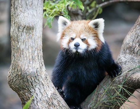 Angry Red Panda, Red Panda Images, Lesser Panda, Red Panda Cute, Red Pandas, Red Baby, Bear Art, Racoon, Red Panda