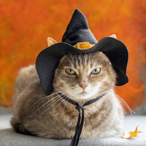 Cat Halloween Photoshoot, Witch Hat For Cat, Halloween Hats Diy, Cat Outfits Pets, Dog Witch Costume, Animals Costume, Orange Elements, Halloween Cat Costume, Cat Witch Hat