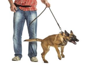 Dog Whining, Reactive Dog, Leash Training, Thyroid Gland, Aggressive Dog, Dog Info, Bad Dog, Cat Behavior, Pet Hacks