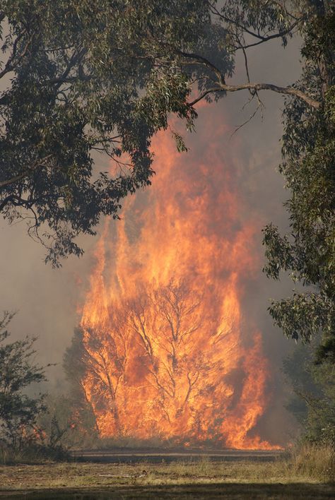 "Bush Fire" by Linzi (palmygirl99) (2010) Biblical Mythology, Fire Tornado, Watch The World Burn, New Zealand Landscape, Burning Bush, Photoshop Painting, Light My Fire, Forest Fire, Dark Skies