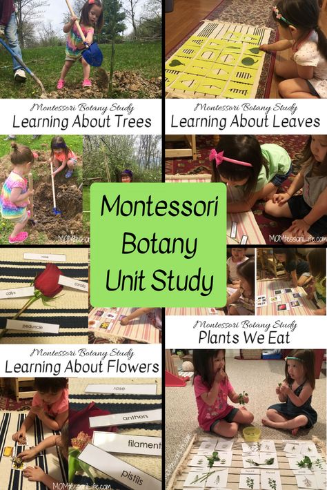 Montessori Themed Activities, Montessori Garden Activities, Botany Unit Study, Montessori Homeschool Preschool, Montessori Garden, Montessori Botany, Botany Lessons, Kindergarten Montessori, Unit Study Ideas