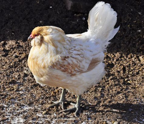 Download this royalty-free image on morguefile.com. Bantam Chickens, Chicken Life, Organic Home, Chicken Health, Laying Hens, Keeping Chickens, Building A Chicken Coop, Chickens And Roosters, Chicken Breeds