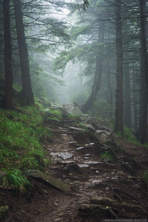 Path in foggy forest by Anton on Flickr http://www.antonviolin.com/ Paradis Sombre, Country Views, Dark Naturalism, Foggy Day, Dark Green Aesthetic, Foggy Forest, Forest Path, Misty Forest, Forest Photography