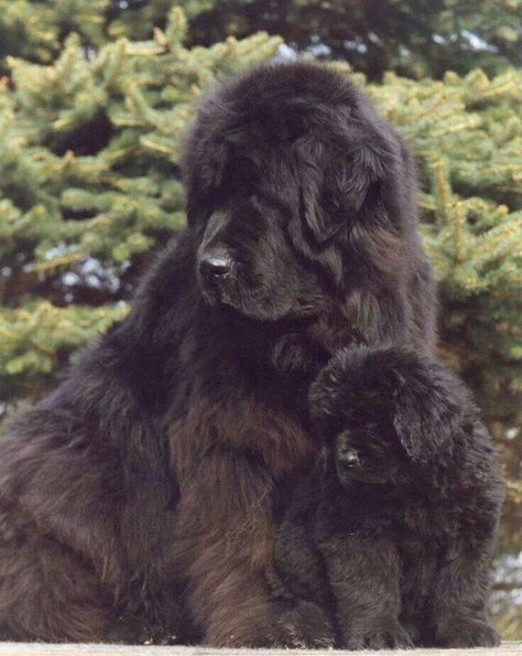 New Finland New Finland Dog, Newfoundland Puppies, Newfoundland Dogs, Giant Breeds, Terra Nova, Dog Puppies, Newfoundland Dog, Best Dog Breeds, Big Dog