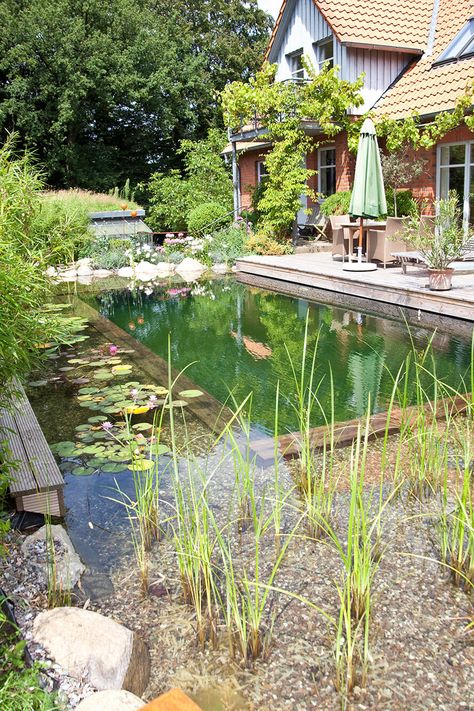 Bio Pool, Swimming Pool Pond, Natural Swimming Ponds, Small Pond, Small Swimming Pools, Swimming Pond, Pond Landscaping, Natural Pond, Natural Swimming Pools