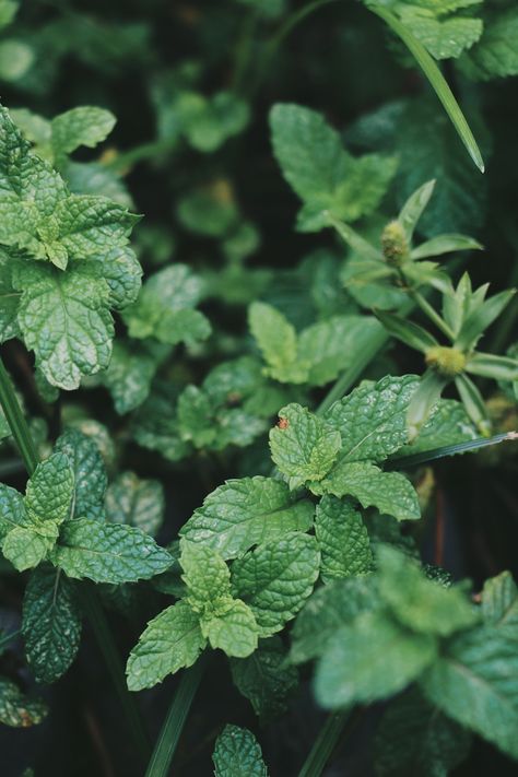 Peppermint Herb, Mint Herb, Mint Garden, Mint Aesthetic, Mint Green Aesthetic, Leaf Photography, Mint Plants, Aesthetic Medicine, Leaf Plant