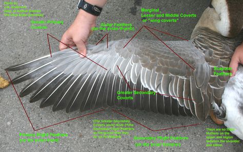 bird wing anatomy Bird Wings Anatomy, Wings Anatomy, Wing Anatomy, Bird Anatomy, Winged People, Bird People, Wings Drawing, Wings Art, Bird Wings